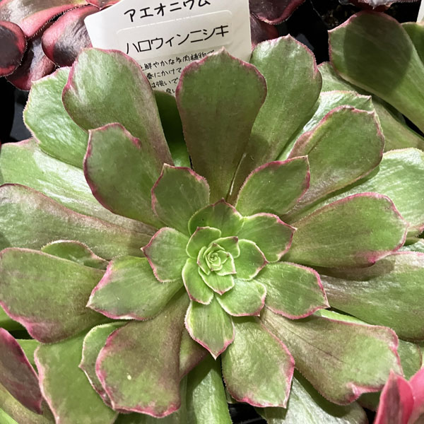 園芸ネット本店｜アエオニウム：ハロウィン錦 3.5号ポット の通販【公式】