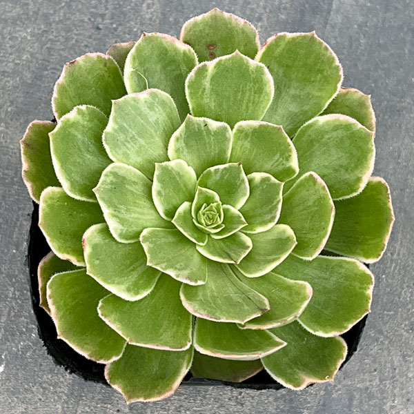 園芸ネット本店｜アエオニウム：ハロウィン錦 3.5号ポット の通販【公式】