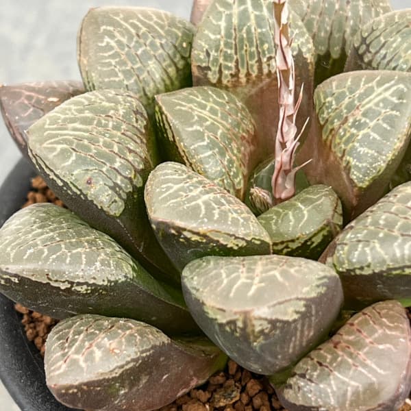 園芸ネット本店｜[ザ・ファームセレクト]ハオルチア：万華鏡 3号鉢植え