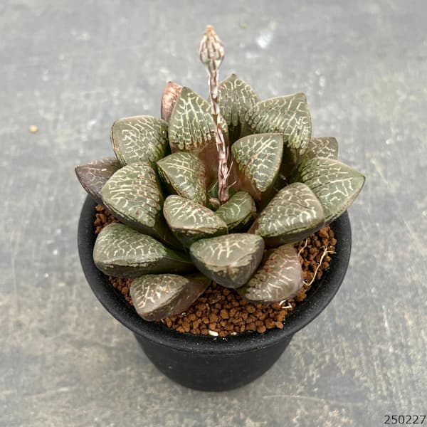 園芸ネット本店｜[ザ・ファームセレクト]ハオルチア：万華鏡 3号鉢植え