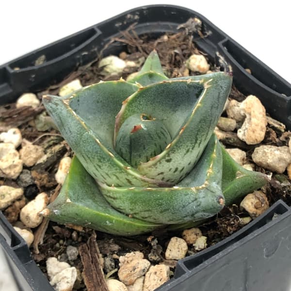 園芸ネット本店｜アガベ：プミラ 2.5号鉢植え の通販【公式】