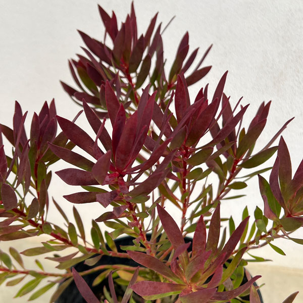 園芸ネット本店｜リューカデンドロン：チェーキー 5号鉢植え の通販