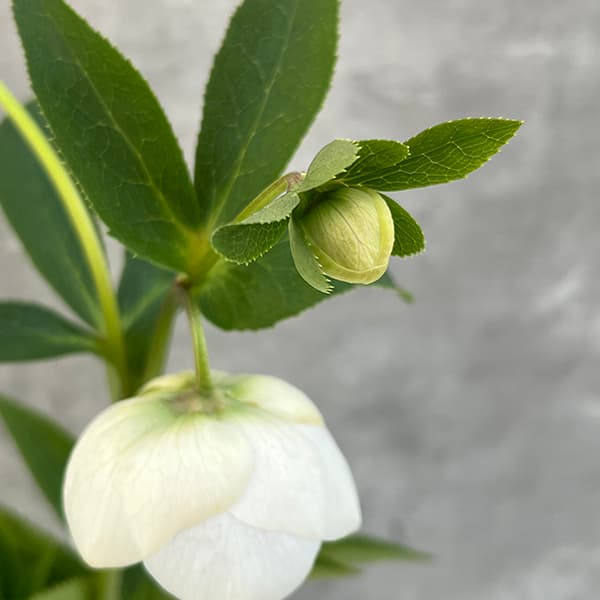 園芸ネット本店｜大和園さんのクリスマスローズ：25-22セミダブル／4.5