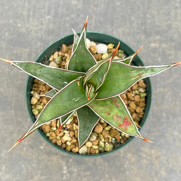 園芸ネット本店｜サンセベリア：ラブラノス23251 2.5号ポット の