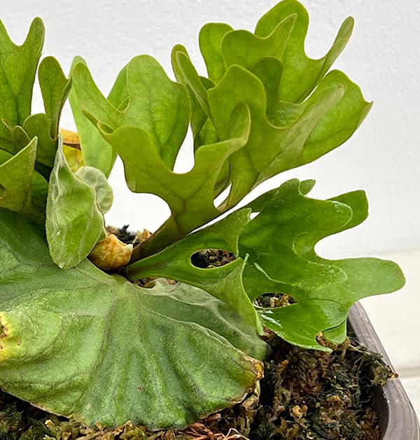 園芸ネット本店｜ビカクシダ（コウモリラン）：リドレイ 25-02 の通販