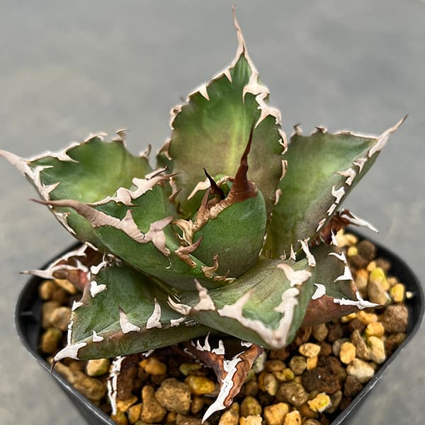 園芸ネット本店｜アガベ：チタノタ 福建白鯨 3号ポット* の通販【公式】