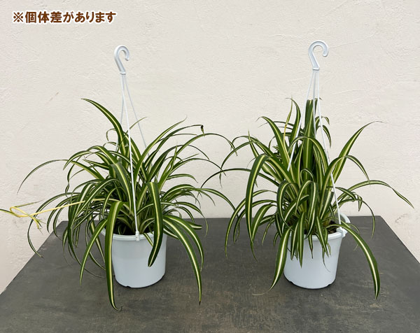 園芸ネット本店｜オリヅルラン：中斑 5号吊鉢 の通販【公式】