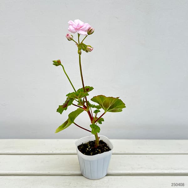 珍しいバラ咲きゼラニウム苗 珍しいバラ咲きゼラニウム苗 園芸ネット