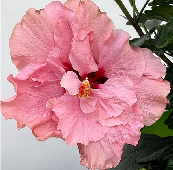 園芸ネット本店｜ハイビスカス（ニューロングライフ）：アドニスダブル