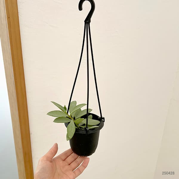 園芸ネット本店｜ホヤ：ヌンムラリオイデス シルバー 3号吊り鉢 の通販