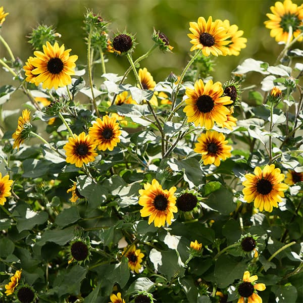 園芸ネット本店｜ヒマワリ：ソルシーカー ゴールデンネクター4号ポット