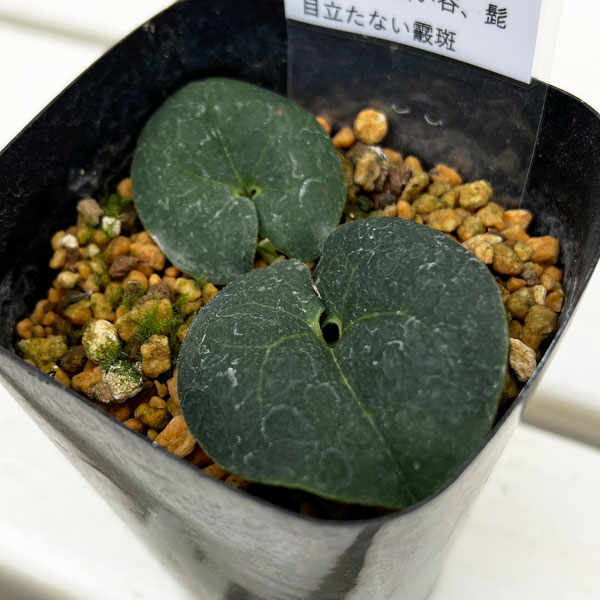 園芸ネット本店｜カンアオイ（寒葵）：錦星（キンボシ）3号ポット の