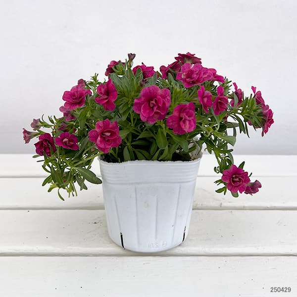 園芸ネット本店｜カリブラコア（八重咲）：オロダブルマジェンタ3.5号