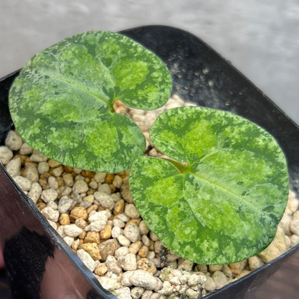 園芸ネット本店｜カンアオイ（寒葵）：雪月花（セツゲッカ）3号ポット