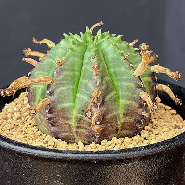 園芸ネット本店｜ユーフォルビア：スーパーバリダ（オス株） 3号鉢植え