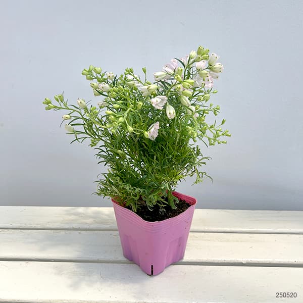 園芸ネット本店｜デルフィニウム：さくらひめ4号ポット の通販【公式】