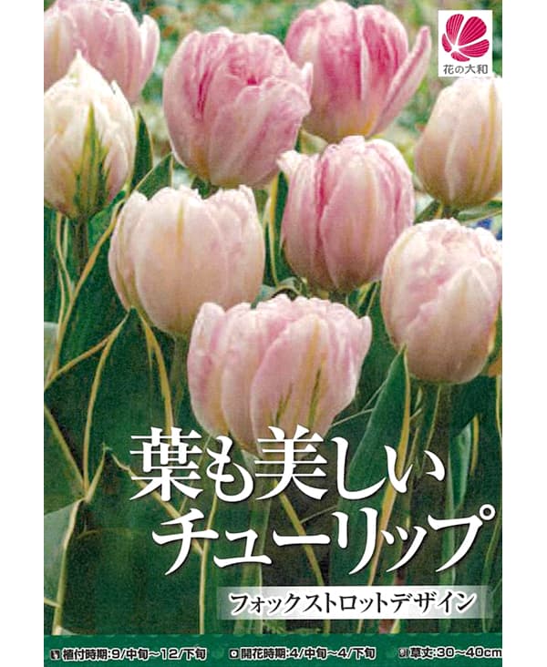 園芸ネット本店｜チューリップ（斑入り葉）：フォックストロット
