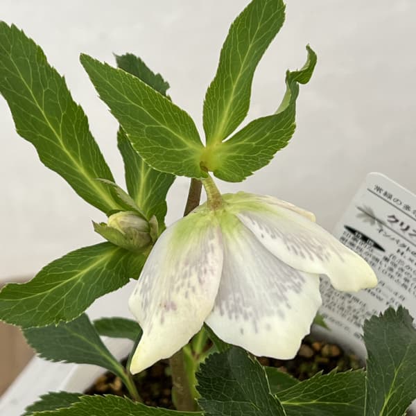 園芸ネット本店｜松村ナーセリーさんのクリスマスローズ：26-87