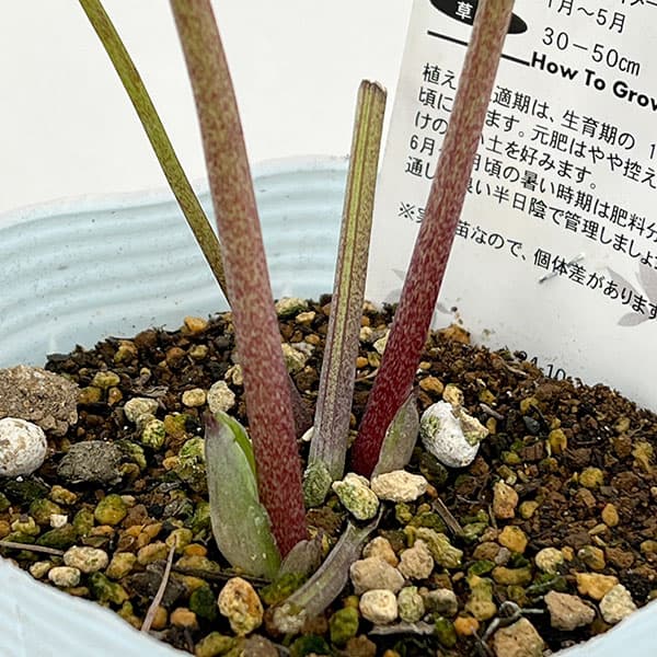 ローズさま専用 超特大一対 南天の葉と実無し 門松 ハンドメイド 自然