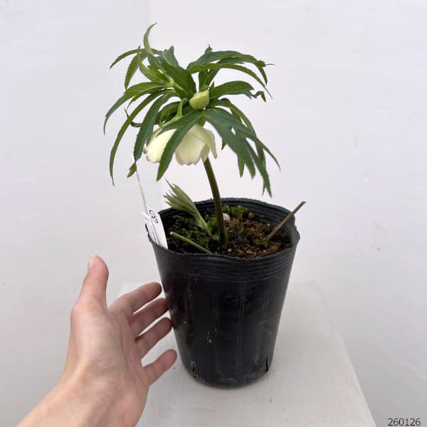 園芸ネット本店｜花郷園さんのクリスマスローズ：26-23ダブル4.5号