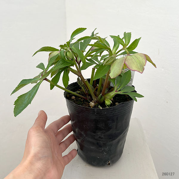 園芸ネット本店｜花郷園さんのクリスマスローズ：26-33シングル4.5号