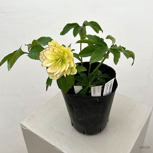 曽田園芸 認定フレグランス クリスマスローズ 開花株 現品 認定タグ