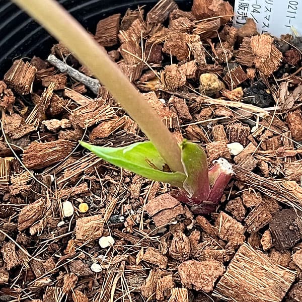 園芸ネット本店｜吉田園芸さんのクリスマスローズ：プリマネーヴェ26