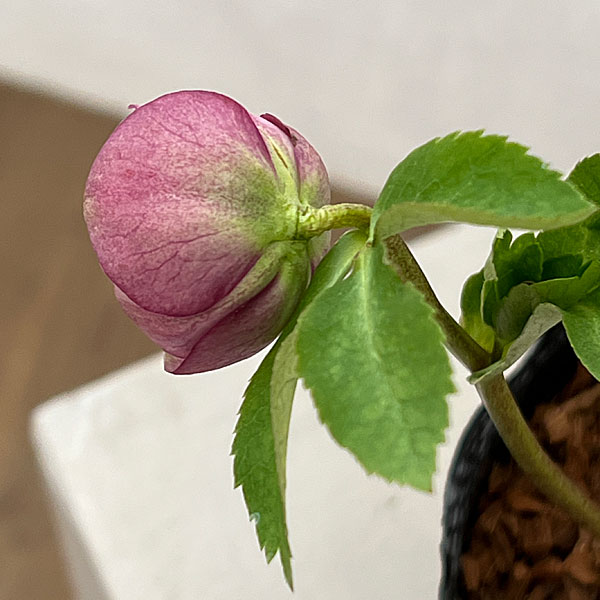 園芸ネット本店｜吉田園芸さんのクリスマスローズ：クオーターロッ