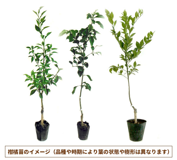 はるみ 5年生 苗木 結実実績あり！ はるみ 5年生 苗木 結実実績あり