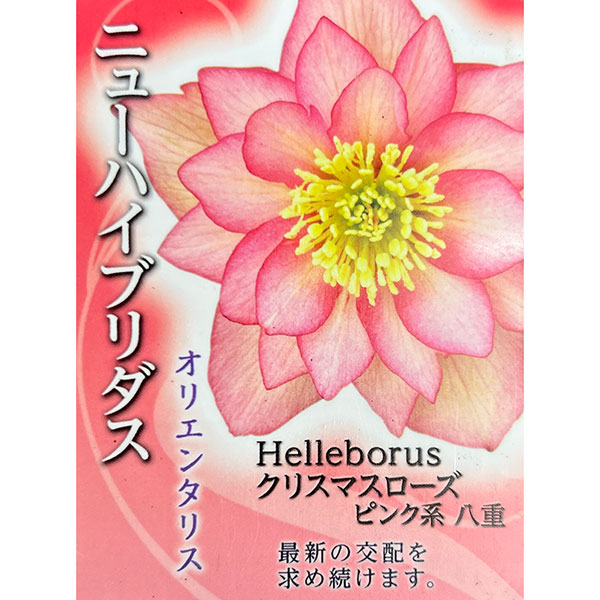 園芸ネット本店｜高正園さんのクリスマスローズ：ダブルピンク系（A）3