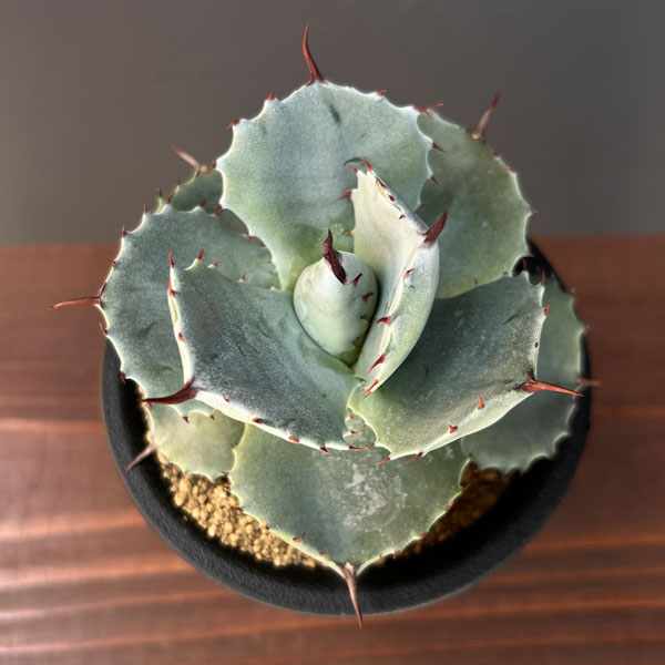 園芸ネット本店｜アガベ：ポタトラム ダルマ 2.5号鉢植え の通販【公式】