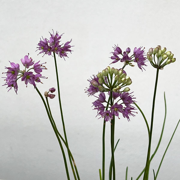 園芸ネット本店｜ラッキョウ：山ラッキョウ2.5号ポット の通販【公式】