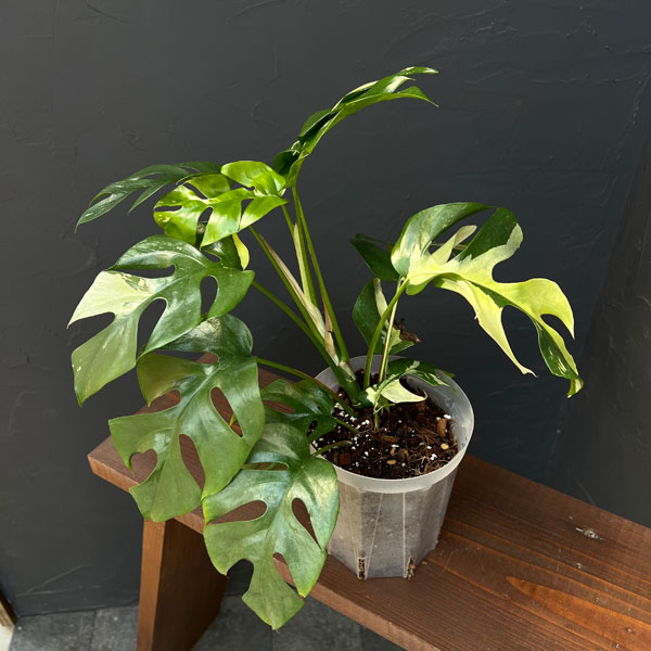 園芸ネット本店｜ラフィドフォラ：テトラスペルマ 斑入り 4号