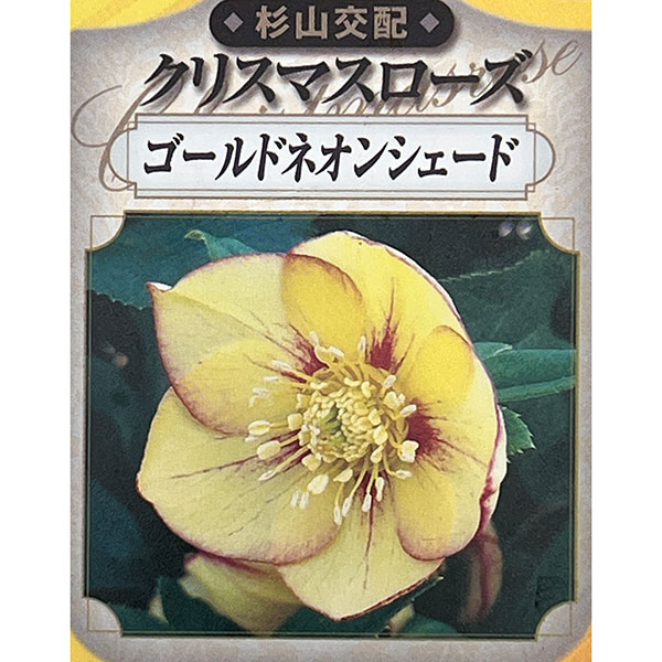 園芸ネット本店｜杉光園芸（杉山交配）さんのクリスマスローズ