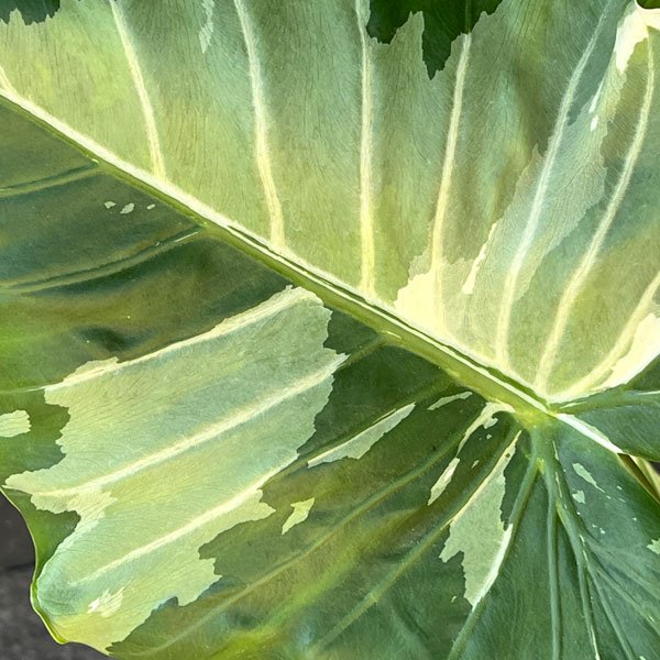 園芸ネット本店｜クワズイモ：斑入り 7号25-02 の通販【公式】