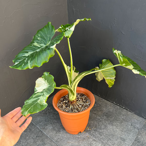 園芸ネット本店｜クワズイモ：斑入り 7号25-04 の通販【公式】