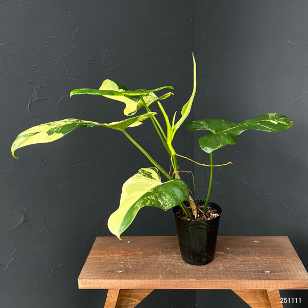 園芸ネット本店｜フィロデンドロン：バイオリン バリエガータ 3.5号
