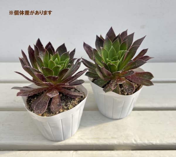 園芸ネット本店｜アエオニウム：炎の鳳凰法師 3.5号ポット の通販【公式】