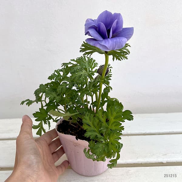 園芸ネット本店｜アネモネ：絢花（アヤカ）ブルー系3～3.5号ポット の