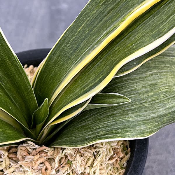 園芸ネット本店｜オモト（万年青）：錦明鳳(きんめいほう) 4号プラ