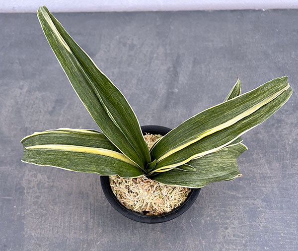 園芸ネット本店｜オモト（万年青）：錦明鳳(きんめいほう) 4号プラ