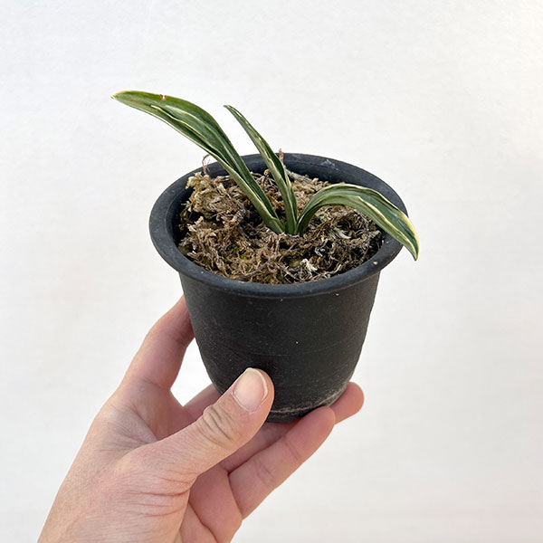 園芸ネット本店｜オモト（万年青）：剣舞3号プラ鉢植え【現品販売