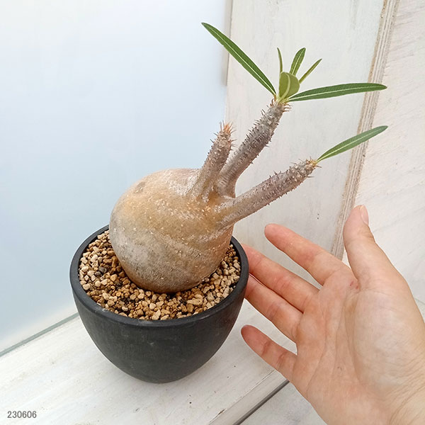 園芸ネット本店｜パキポディウム：グラキリス（発根済み株）3.5号