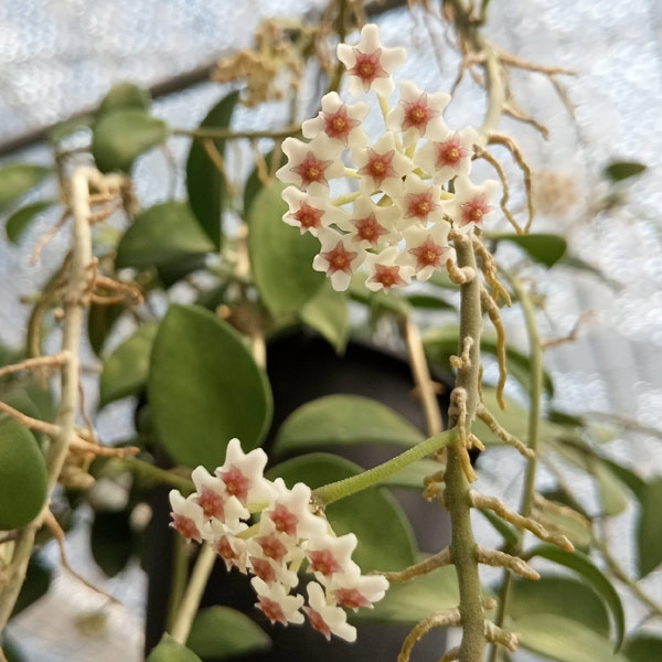 園芸ネット本店｜ホヤ：ヌンムラリオイデス 4号吊り鉢 の通販【公式】