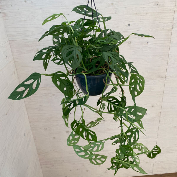 園芸ネット本店｜モンステラ：エピプレムノイデス エスケレート 8号