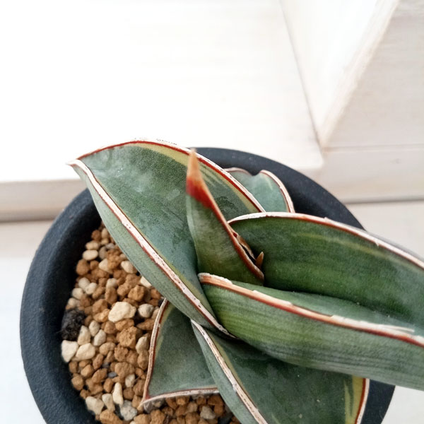 園芸ネット本店｜（わけあり特価）サンセベリア：ロリダ斑入り（S）2.5