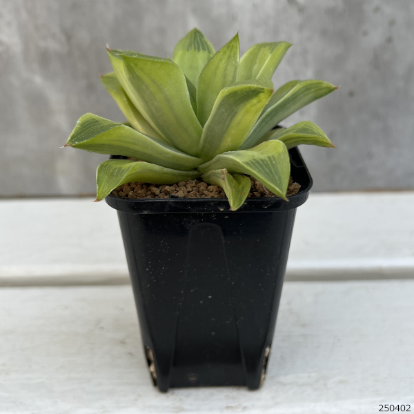 園芸ネット本店｜ハオルチア：レツーサ錦 2.5号スクエア鉢 の通販【公式】