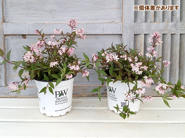 メルモ☆彡ユキエ 梅 咲き分け 5号鉢つき う メルモ☆彡ユキエ