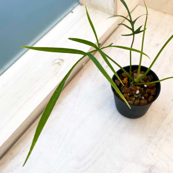 園芸ネット本店｜フィロデンドロン：ポリポディオイデス 3号 の通販