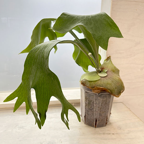 園芸ネット本店｜ビカクシダ（コウモリラン）：ヒリー タートック